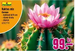 Hornbach FloraSelf Kaktus mix nabídka