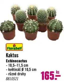 Hornbach FloraSelf Kaktus nabídka