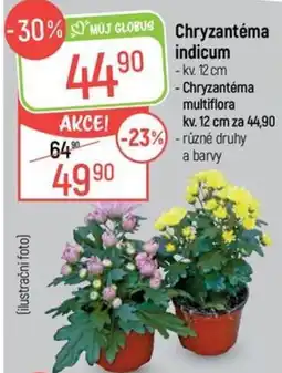 Globus Muj Globus Chryzantema indicum nabídka