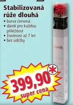 Norma Stabilizovaná růže dlouhá nabídka