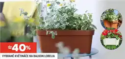 Merkury Market Lobelia vybrané květináče na balkon nabídka