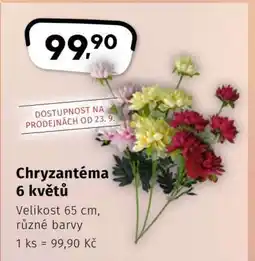 Coop Chryzantéma 6 květů nabídka