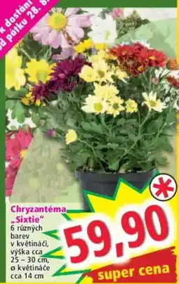 Norma Chryzantéma Sixtie nabídka