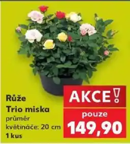 Kaufland Růže Trio miska nabídka