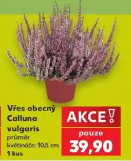 Kaufland Vřes obecný Calluna vulgaris nabídka