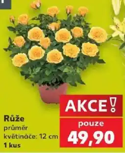 Kaufland Růže nabídka
