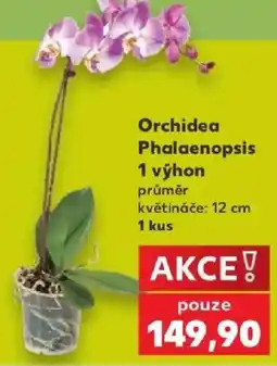 Kaufland Orchidea Phalaenopsis nabídka