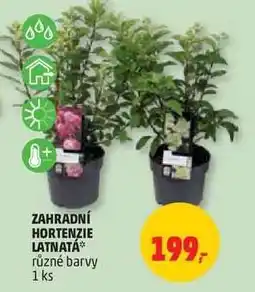 Penny Market Zahradní hortenzie latnatá nabídka