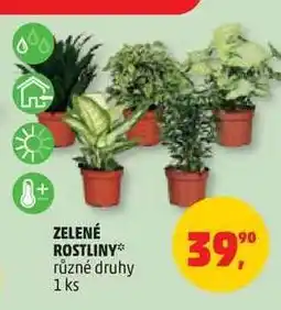 Penny Market ZELENÉ ROSTLINY nabídka
