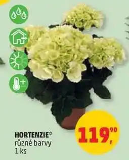 Penny Market HORTENZIE nabídka