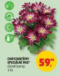 Penny Market Chryzantémy Speciální Mix nabídka