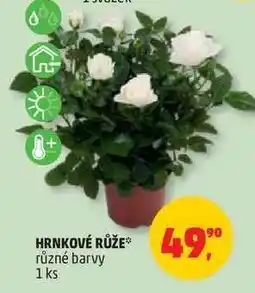 Penny Market HRNKOVÉ RŮŽE nabídka