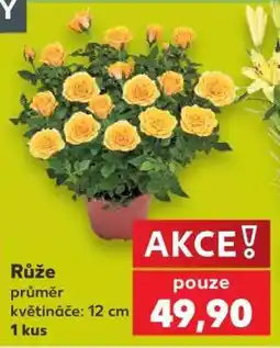 Kaufland Růže nabídka
