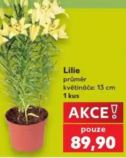 Kaufland Lilie nabídka