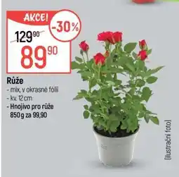 Globus Růže nabídka