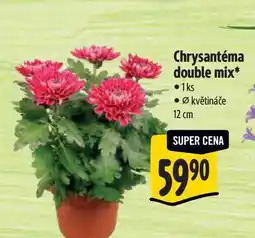 Albert Chrysantéma double mix, pr. květináče 12 cm nabídka