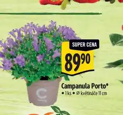 Albert Campanula Porto, pr. květináče 11 cm nabídka