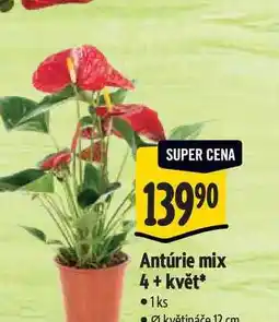 Albert Antúrie mix 4+ květ pr. květináče 12 cm nabídka