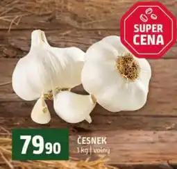 Terno ČESNEK nabídka
