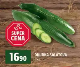Terno OKURKA SALÁTOVÁ nabídka
