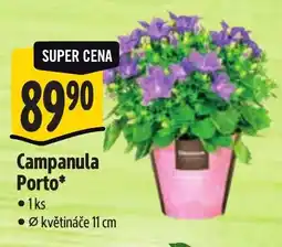 Albert Campanula Porto* nabídka
