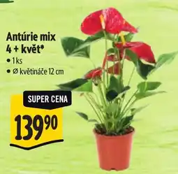 Albert Antúrie mix nabídka