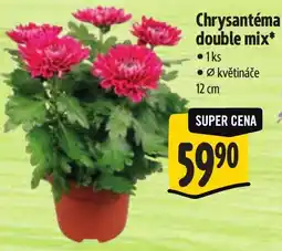 Albert Chrysantéma double mix nabídka