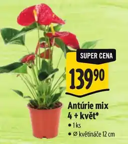 Albert Antúrie mix nabídka