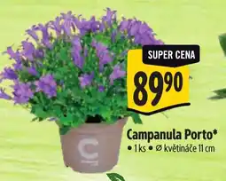 Albert Campanula Porto nabídka