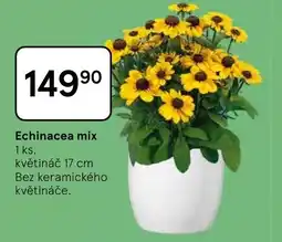 Tesco Echinacea mix nabídka