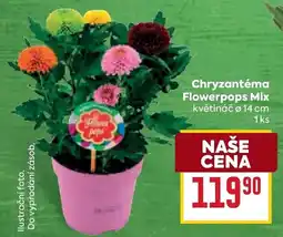 Billa Chryzantéma Flowerpops Mix nabídka