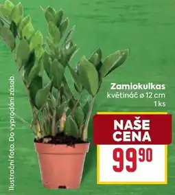 Billa Zamiokulkas nabídka