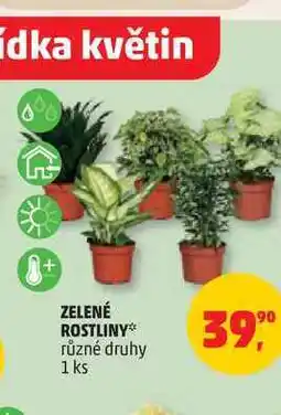 Penny Market ZELENÉ ROSTLINY* různé druhy 1 ks nabídka