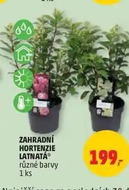 Penny Market Zahradní Hortenzie latnatá 1 ks nabídka