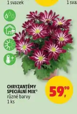 Penny Market CHRYZANTÉMY SPECIÁLNÍ MIX* různé barvy 1 ks nabídka