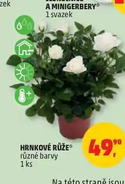 Penny Market Hrnkové růže 1ks nabídka