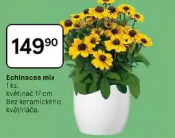 Tesco Echinacea mix, 1 ks, květináč 17 cm, Bez keramického květináče nabídka