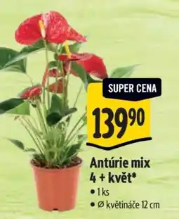 Albert Antúrie mix 4+ květ nabídka