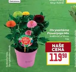 Billa Chryzantéma Flowerpops Mix květináč o 14 cm nabídka