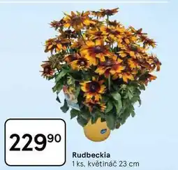 Tesco Rudbeckia, 1 ks. květináč 23 cm nabídka