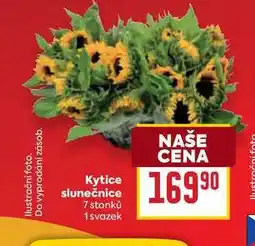 Billa Kytice slunečnice 7 stonků 1 svazek nabídka