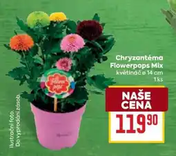 Billa Chryzantéma Flowerpops Mix nabídka