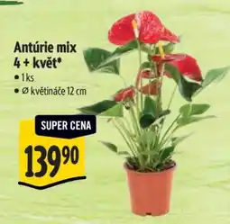 Albert Antúrie mix 4+ květ nabídka