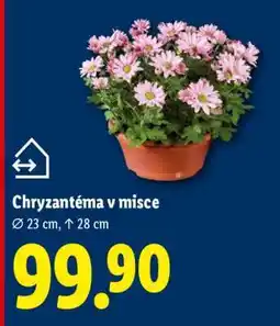 Lidl Chryzantéma v misce nabídka