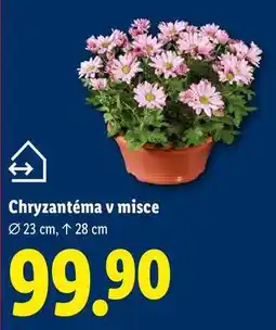 Lidl Chryzantéma v misce nabídka