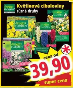 Norma KVĚTINOVÉ CIBULOVINY nabídka