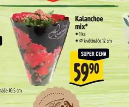 Albert Kalanchoe mix, pr. květináče 12 cm nabídka