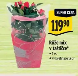 Albert Růže mix v taštičce, pr. květináče 13 cm nabídka