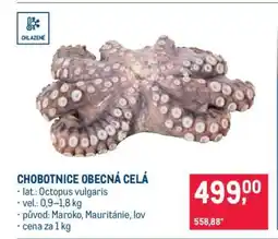 Makro Chobotnice obecná celá nabídka