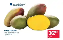 Makro MANGO KENT RTE nabídka